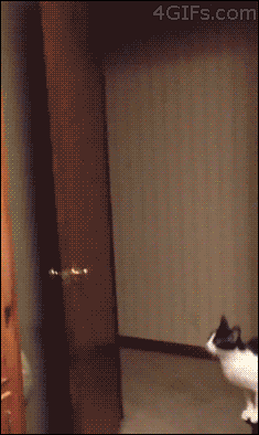 Des chats trop rigolos - 14