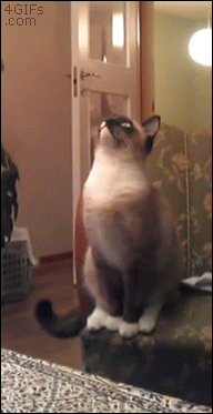 Des chats trop rigolos - 15