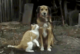 Des chats trop rigolos - 16