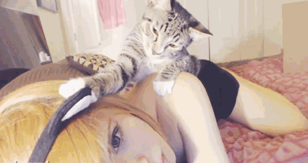 Des chats trop rigolos - 18