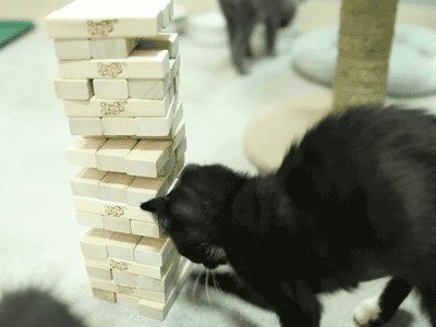 Des chats trop rigolos - 20