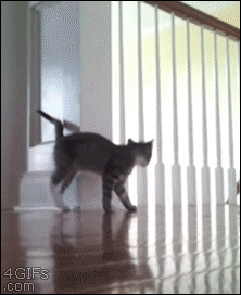 Des chats trop rigolos - 21