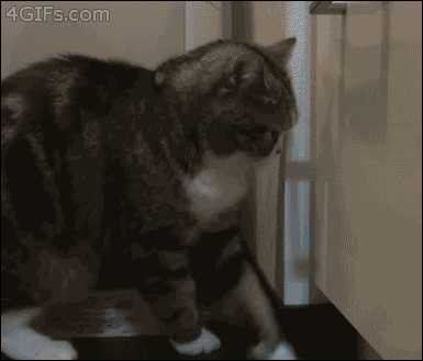 Des chats trop rigolos - 22