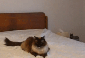 Des chats trop rigolos - 23