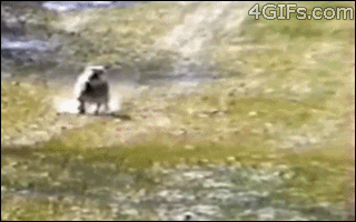 Des chats trop rigolos - 25