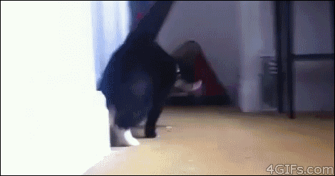 Des chats trop rigolos - 27