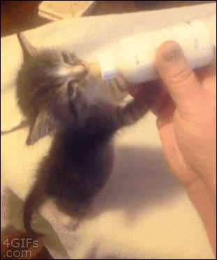 Des chats trop rigolos - 28