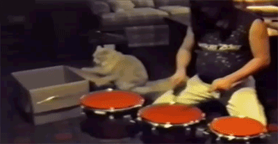 Des chats trop rigolos - 29