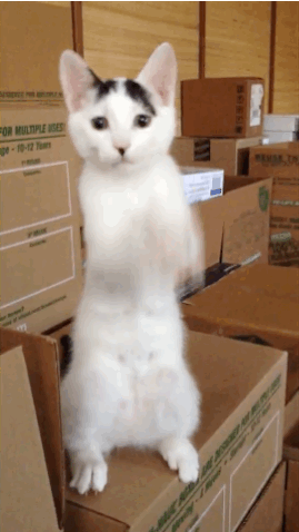 Des chats trop rigolos - 3