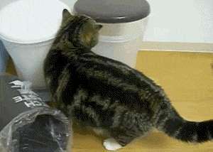 Des chats trop rigolos - 5