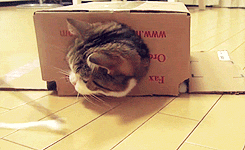 Des chats trop rigolos - 6