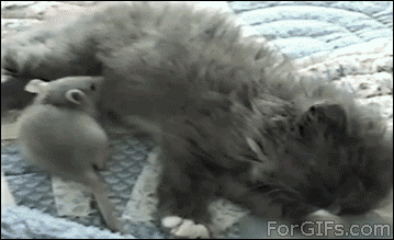 Des chats trop rigolos - 7
