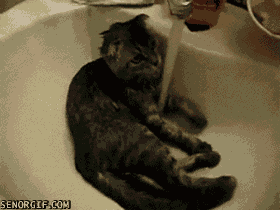 Des chats trop rigolos - 8