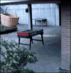 Des chats trop rigolos - 9