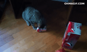 Chats marrants (Ce chat qui pense qu'une canette de soda est un jouet)
