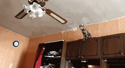 Chats marrants (Ce chaton qui ne maîtrise pas encore le ventilateur)
