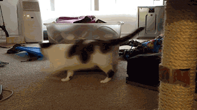 Chats marrants (Ce chat qui n'arrive pas à comprendre qu'il vient d'inventer le mouvement perpétuel)