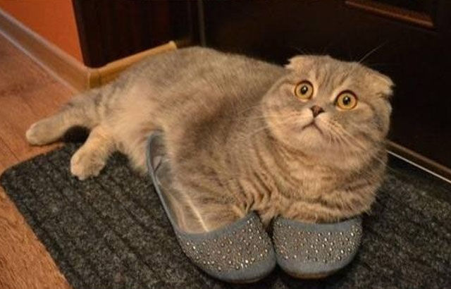 Chats marrants (Ce minou qui ne veut pas qu'on s'attarde sur sa collection de chaussures secret.)