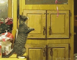 Chats marrants (Ce chat voulait juste un ballon pour son anniversaire)