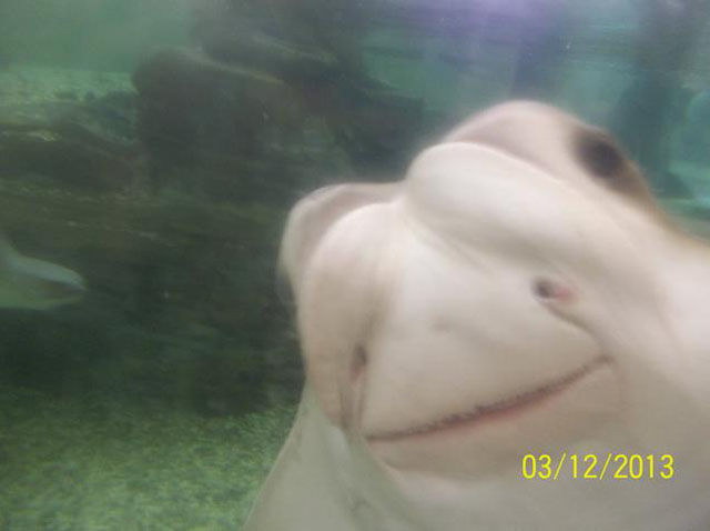 Photos de photobomb avec des animaux - 12