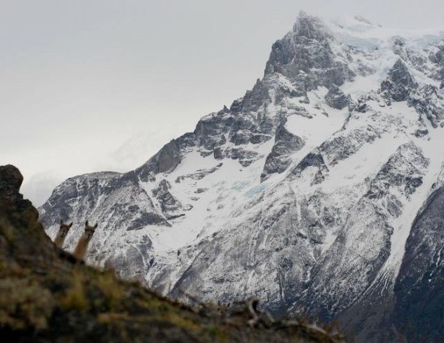 Photos de photobomb avec des animaux - 14