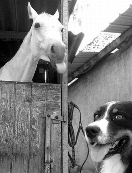 Photos de photobomb avec des animaux - 15