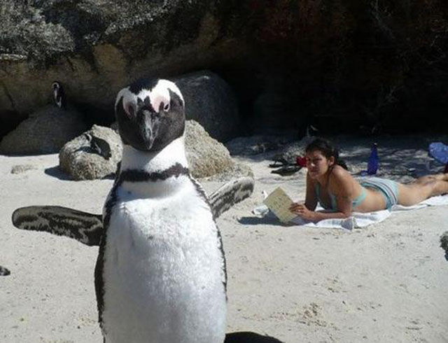 Photos de photobomb avec des animaux - 16