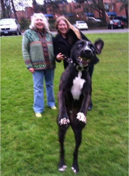 Photos de photobomb avec des animaux - 17
