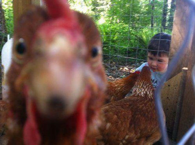 Photos de photobomb avec des animaux - 22