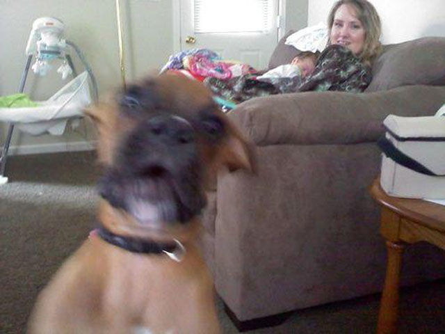 Photos de photobomb avec des animaux - 5