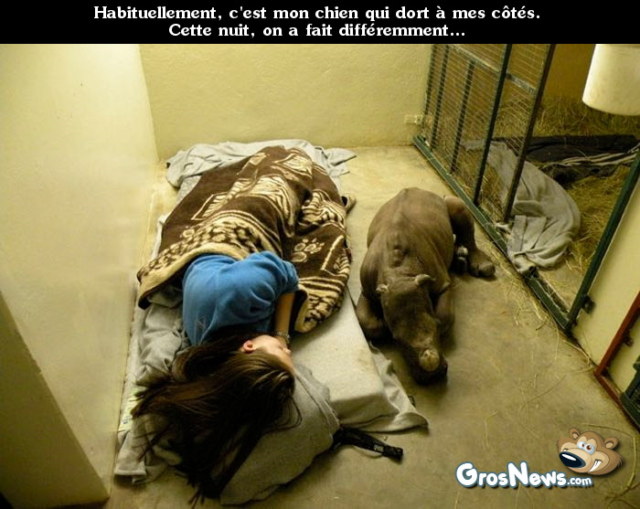 Photos rigolotes de chiens - 12