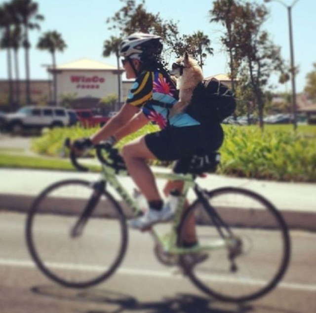 Photos rigolotes de chiens - 14