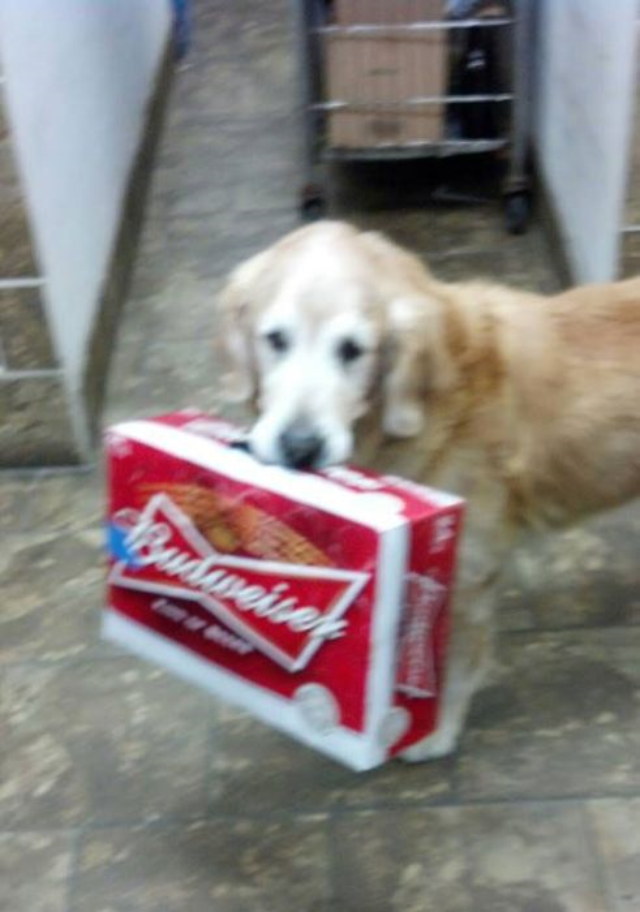 Photos rigolotes de chiens - 15