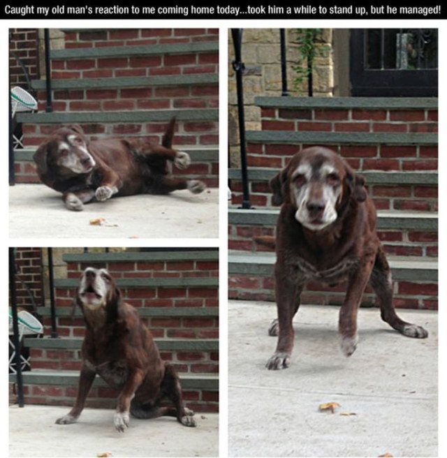 Photos rigolotes de chiens - 17