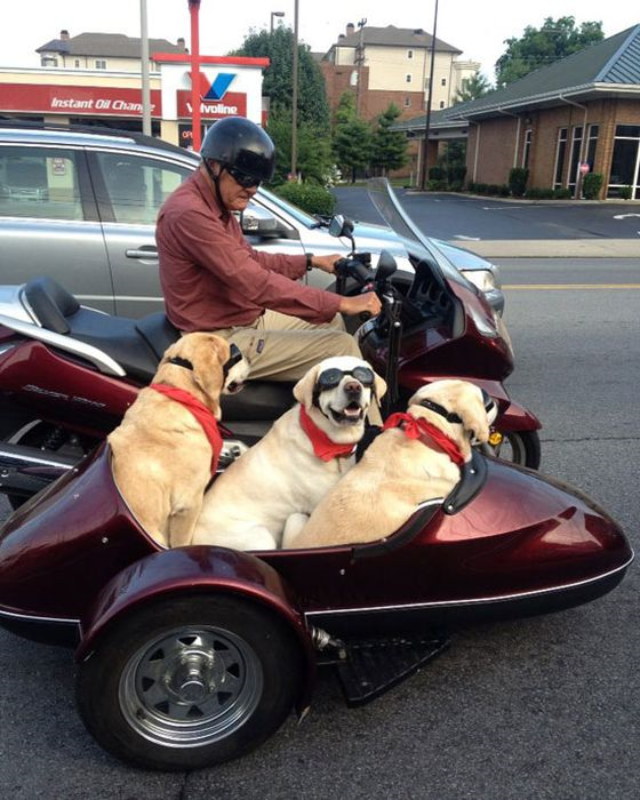 Photos rigolotes de chiens - 18