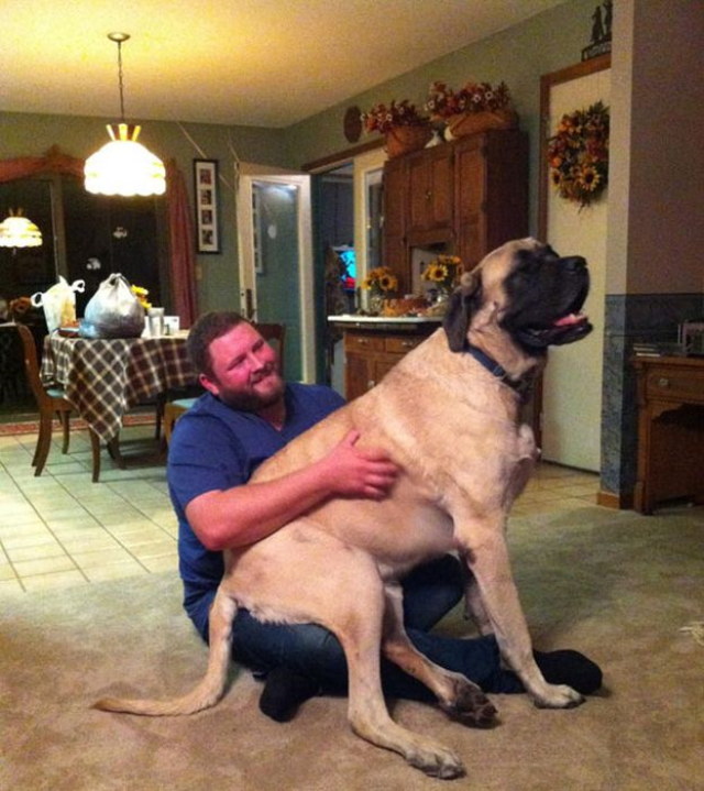 Photos rigolotes de chiens - 19