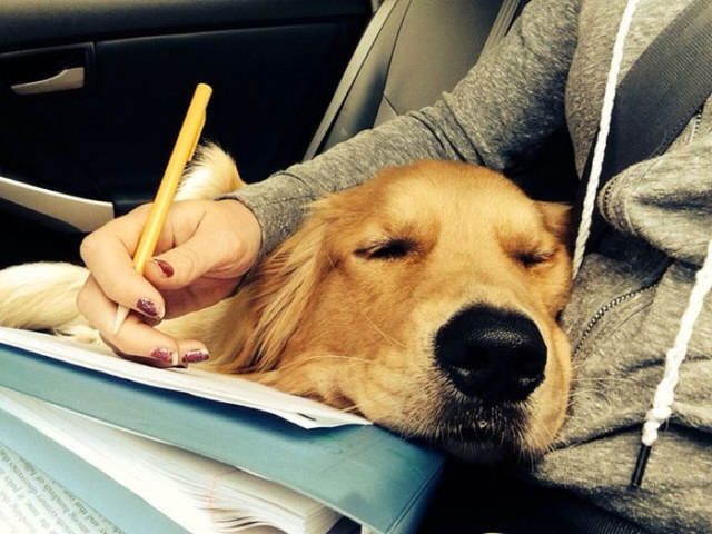 Photos rigolotes de chiens - 2