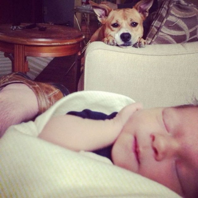 Photos rigolotes de chiens - 20