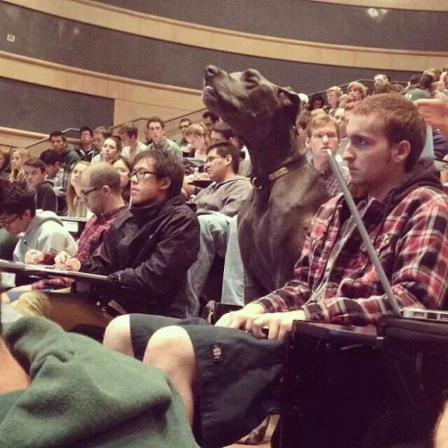 Photos rigolotes de chiens - 3