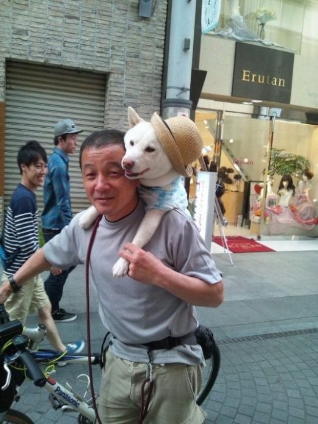 Photos rigolotes de chiens - 5