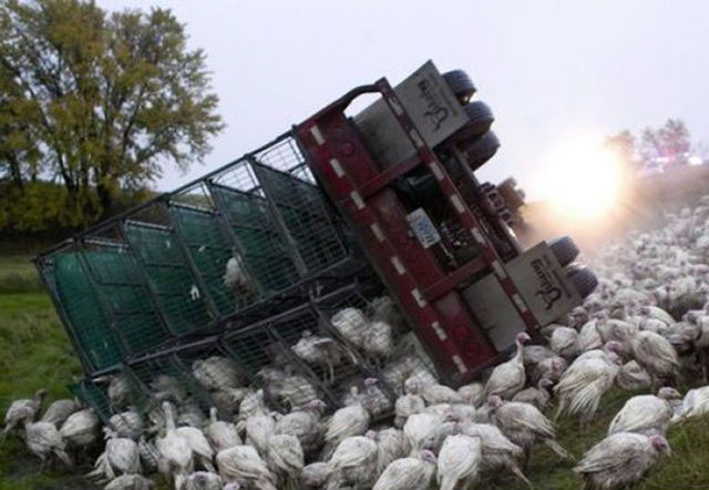 Accidents de voiture ou de camion - 12