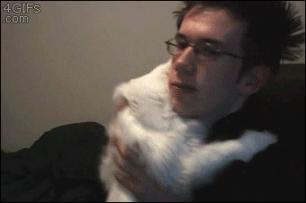 Gif de chat drle - 1