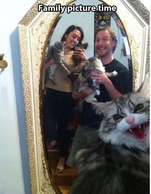 Pour les amoureux des chats... (Sympa, la photo de famille...)