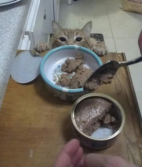 Pour les amoureux des chats... (C'est l'heure de la bouffe !)