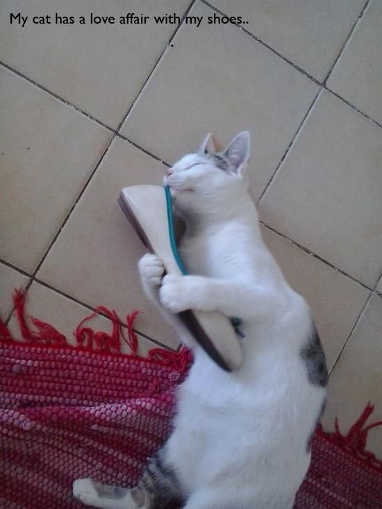 Pour les amoureux des chats... (Je souponneuse mon chat d'avoir une histoire d'amour avec ma chaussure...)