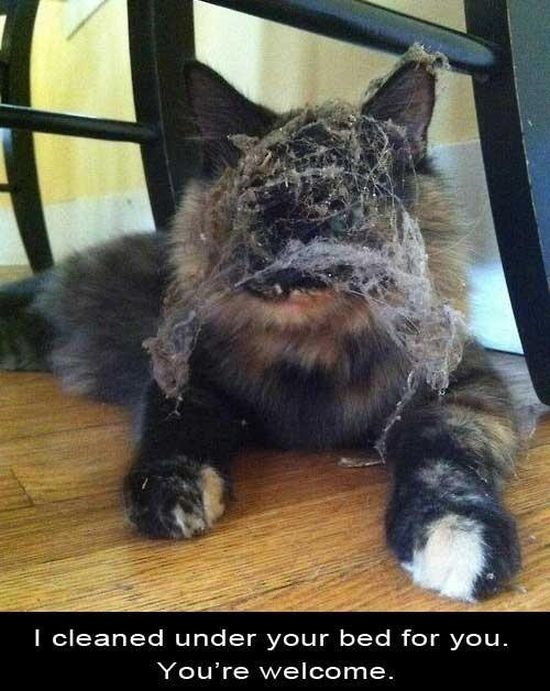 Pour les amoureux des chats... (Oui, je fais les poussires sous le lit. De rien.)