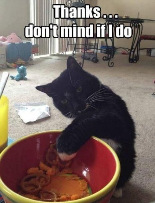 Pour les amoureux des chats... (T'es gentil, tu me laisses faire.)