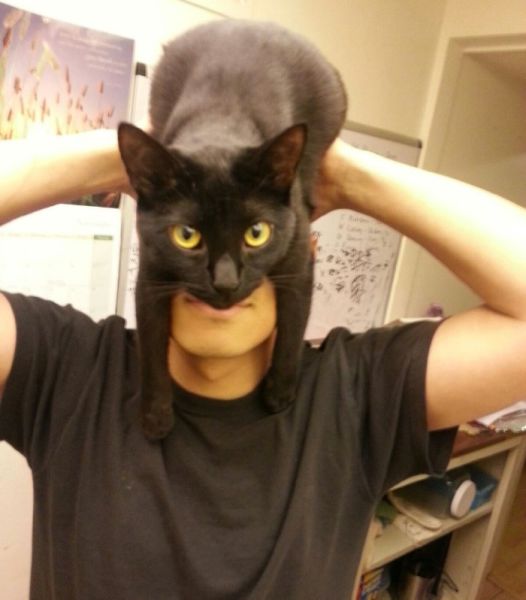 Catman. L'homme avec un chat sur la tte - 1