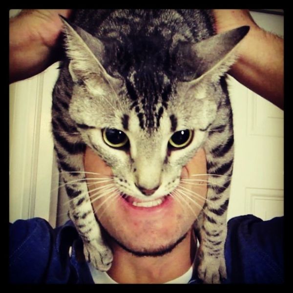 Catman. L'homme avec un chat sur la tte - 5
