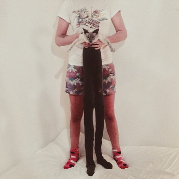 Photos de chats en collant - 1